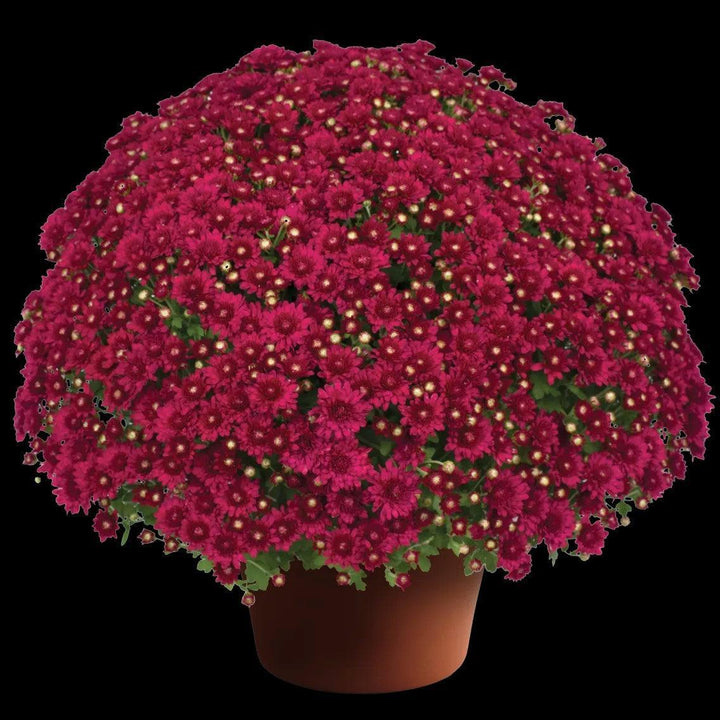 Chrysanthemum x morifolium 'Wanda Red' ~ Wanda™ Red Mum-ServeScape