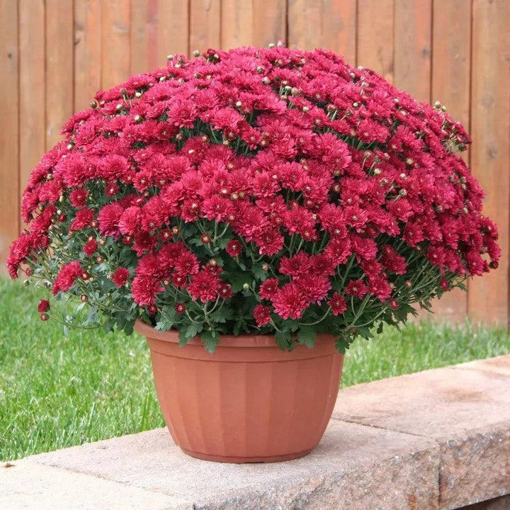 Chrysanthemum x morifolium 'Wanda Red' ~ Wanda™ Red Mum-ServeScape