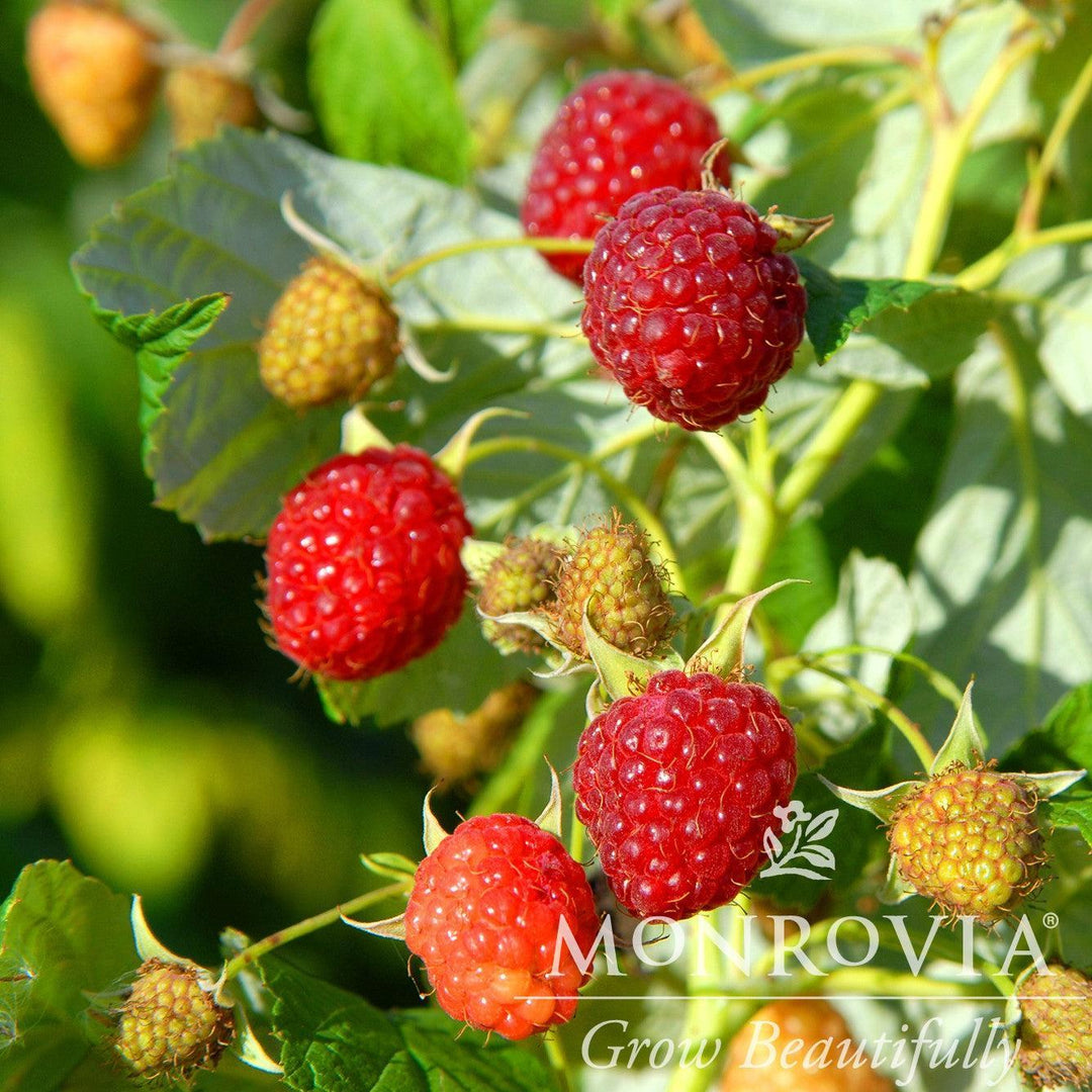 Rubus idaeus 'Heritage' ~ Monrovia® Heritage Everbearing Raspberry-ServeScape