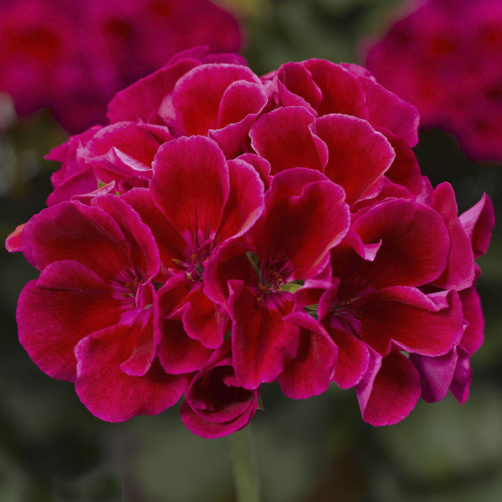 Pelargonium interspecific 'Calliope Crimson Flame' ~ Calliope® Medium Crimson Flame Geranium-ServeScape