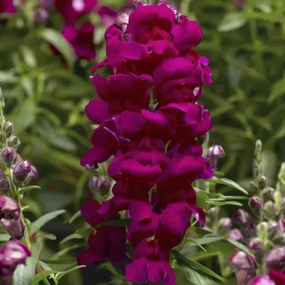 Antirrhinum majus 'Snaptastic Magenta' ~ Snaptastic™ Magenta Snapdragon-ServeScape