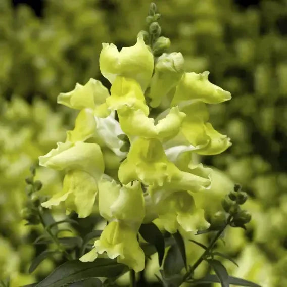 Antirrhinum majus 'Snaptini Yellow' ~ Snaptini™ Yellow Dwarf Snapdragon-ServeScape
