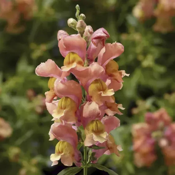 Antirrhinum majus 'Snaptini Peach' ~ Snaptini™ Peach Dwarf Snapdragon-ServeScape