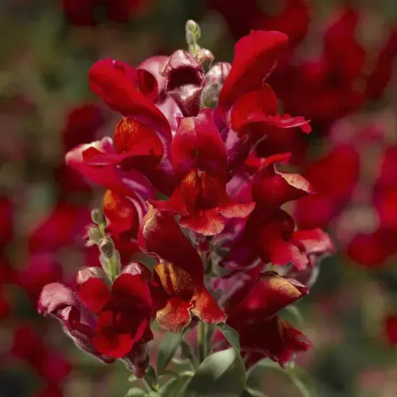 Antirrhinum majus 'Snaptini Scarlet' ~ Snaptini™ Scarlet Dwarf Snapdragon-ServeScape