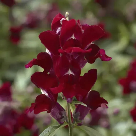 Antirrhinum majus 'Snaptini Red' ~ Snaptini™ Red Dwarf Snapdragon-ServeScape