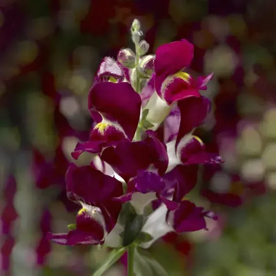 Antirrhinum majus 'Snaptini Burgundy Bicolor' ~ Snaptini™ Burgundy Bicolor Dwarf Snapdragon-ServeScape