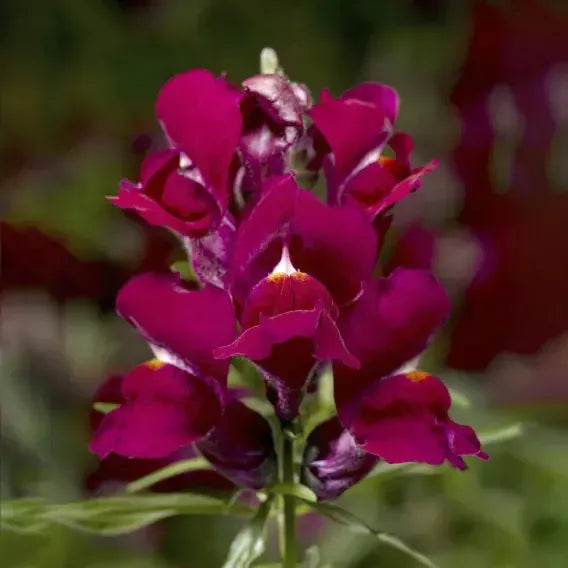 Antirrhinum majus 'Snaptini Violet' ~ Snaptini™ Violet Dwarf Snapdragon-ServeScape