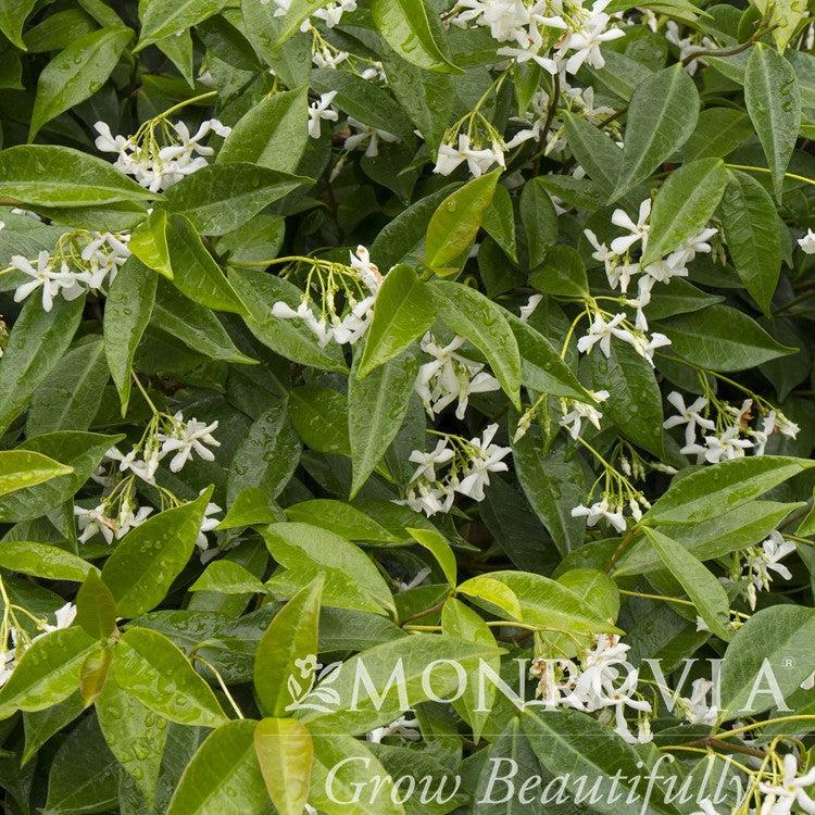 Trachelospermum jasminoides ~ Monrovia® Confederate Jasmine, Star Jasmine-ServeScape