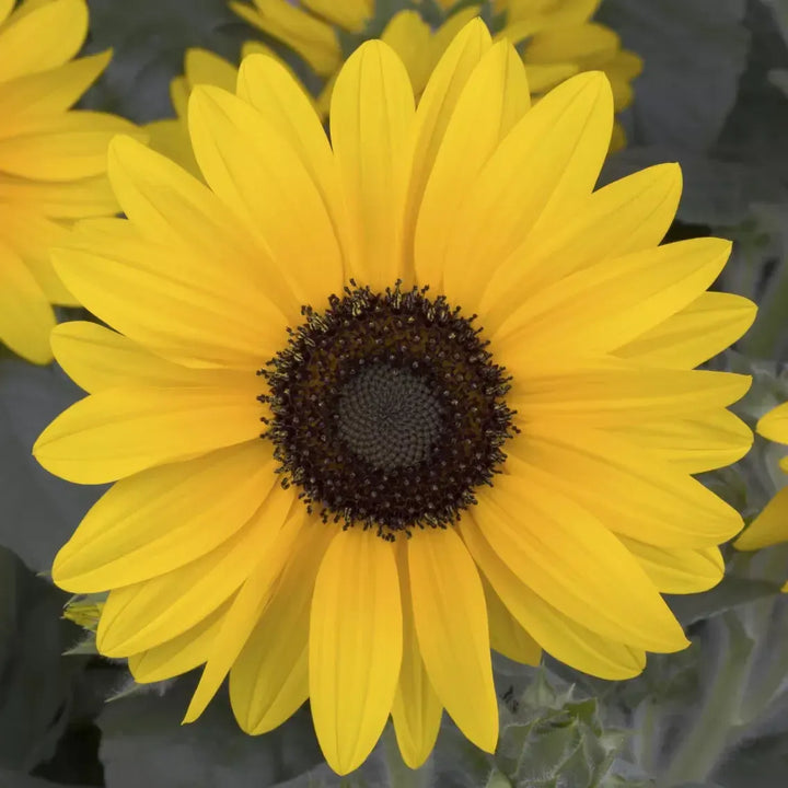 Helianthus annuus 'Sunfinity Yellow Dark Center' ~ Sunfinity® Yellow Dark Center Sunflower-ServeScape