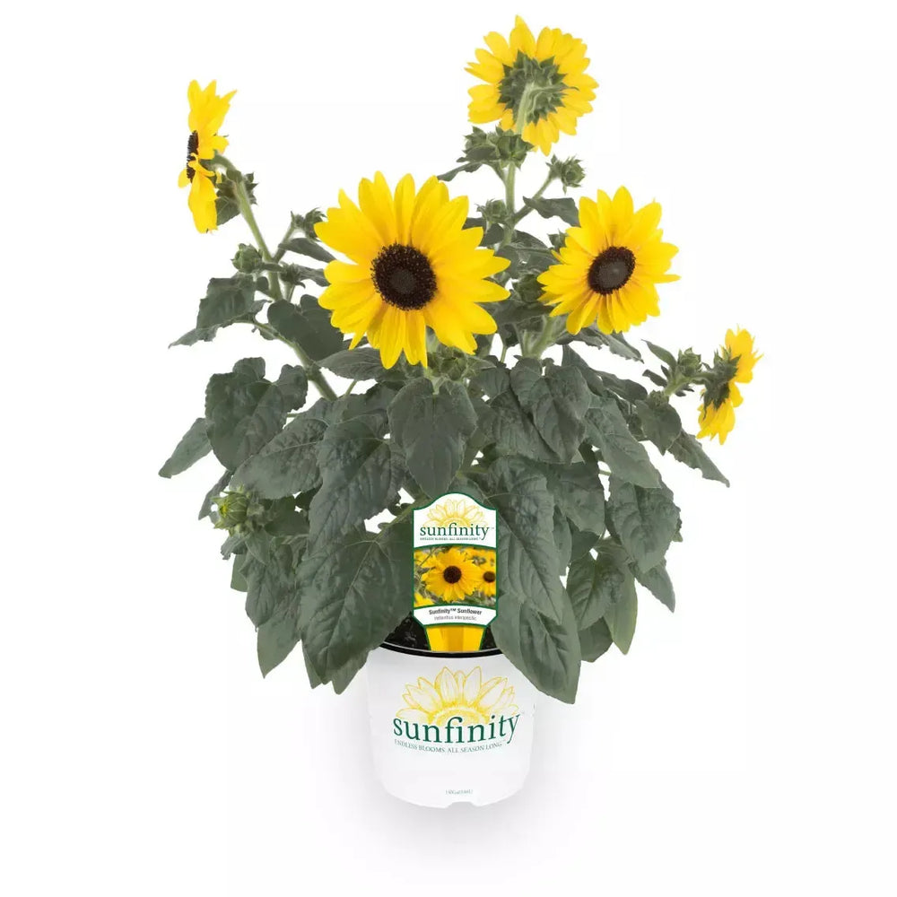 Helianthus annuus 'Sunfinity Yellow Dark Center' ~ Sunfinity® Yellow Dark Center Sunflower-ServeScape