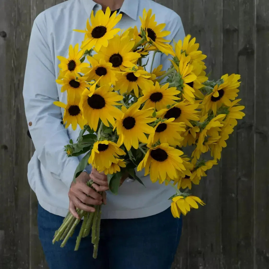 Helianthus annuus 'Sunfinity Yellow Dark Center' ~ Sunfinity® Yellow Dark Center Sunflower-ServeScape