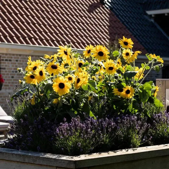 Helianthus annuus 'Sunfinity Yellow Dark Center' ~ Sunfinity® Yellow Dark Center Sunflower-ServeScape