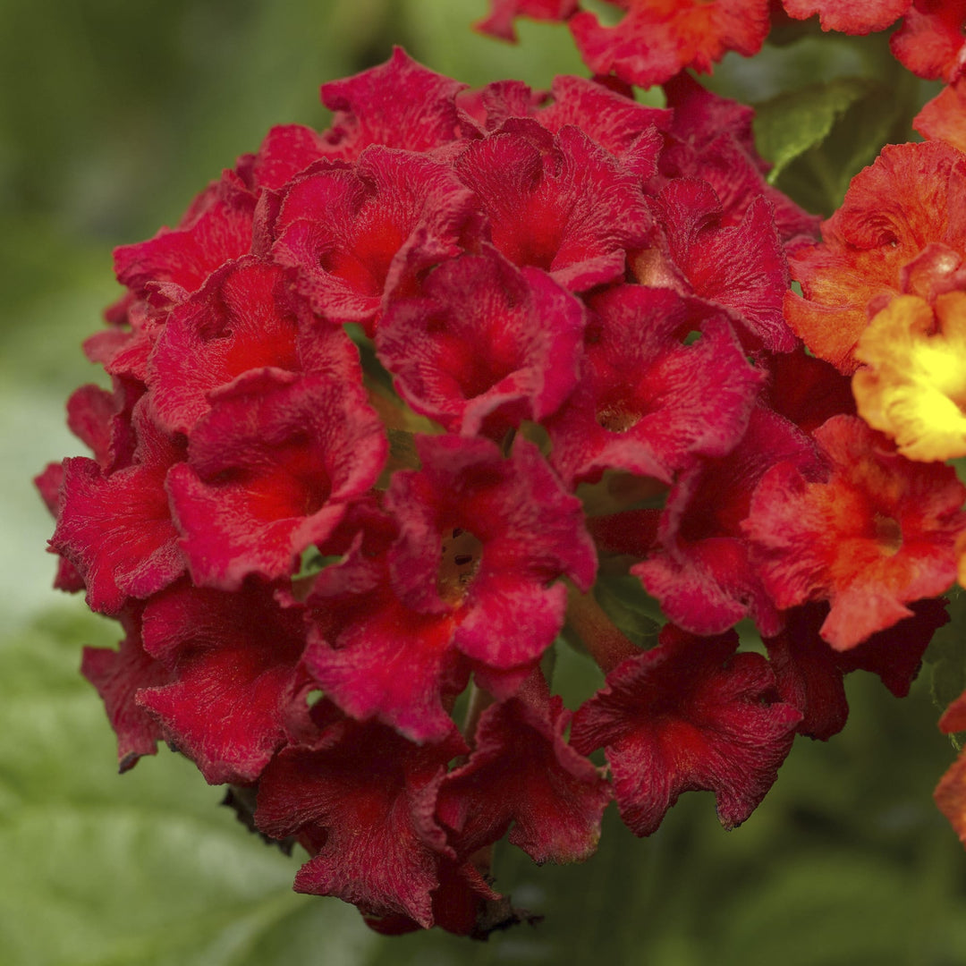 Lantana camara ''Bant Reda09' ~ Bandana® Red Lantana-ServeScape