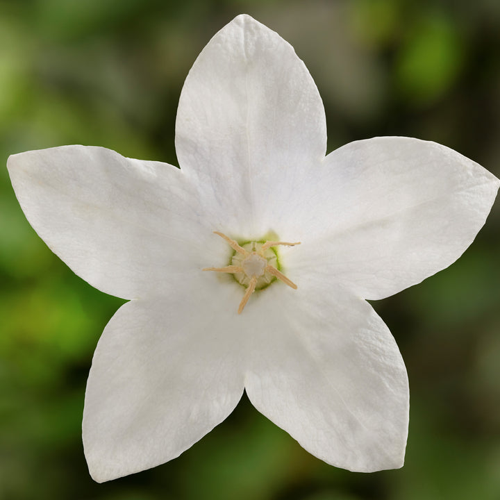 Platycodon grandiflorus 'Twinkle White' ~ Twinkle™ White Balloon Flower-ServeScape