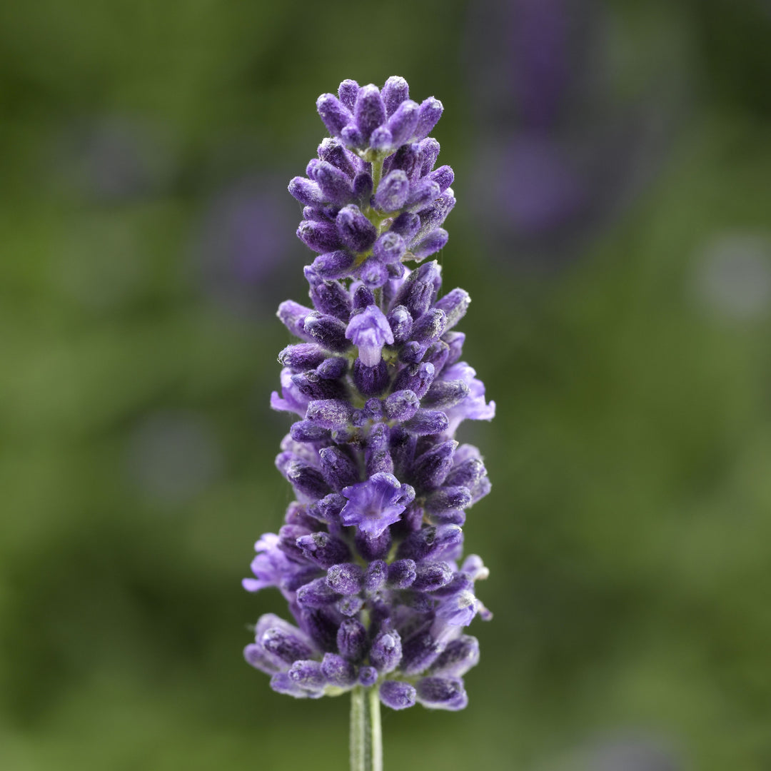 Lavandula angustifolia 'Vintro Blue' ~ Vintro® Blue Lavender-ServeScape