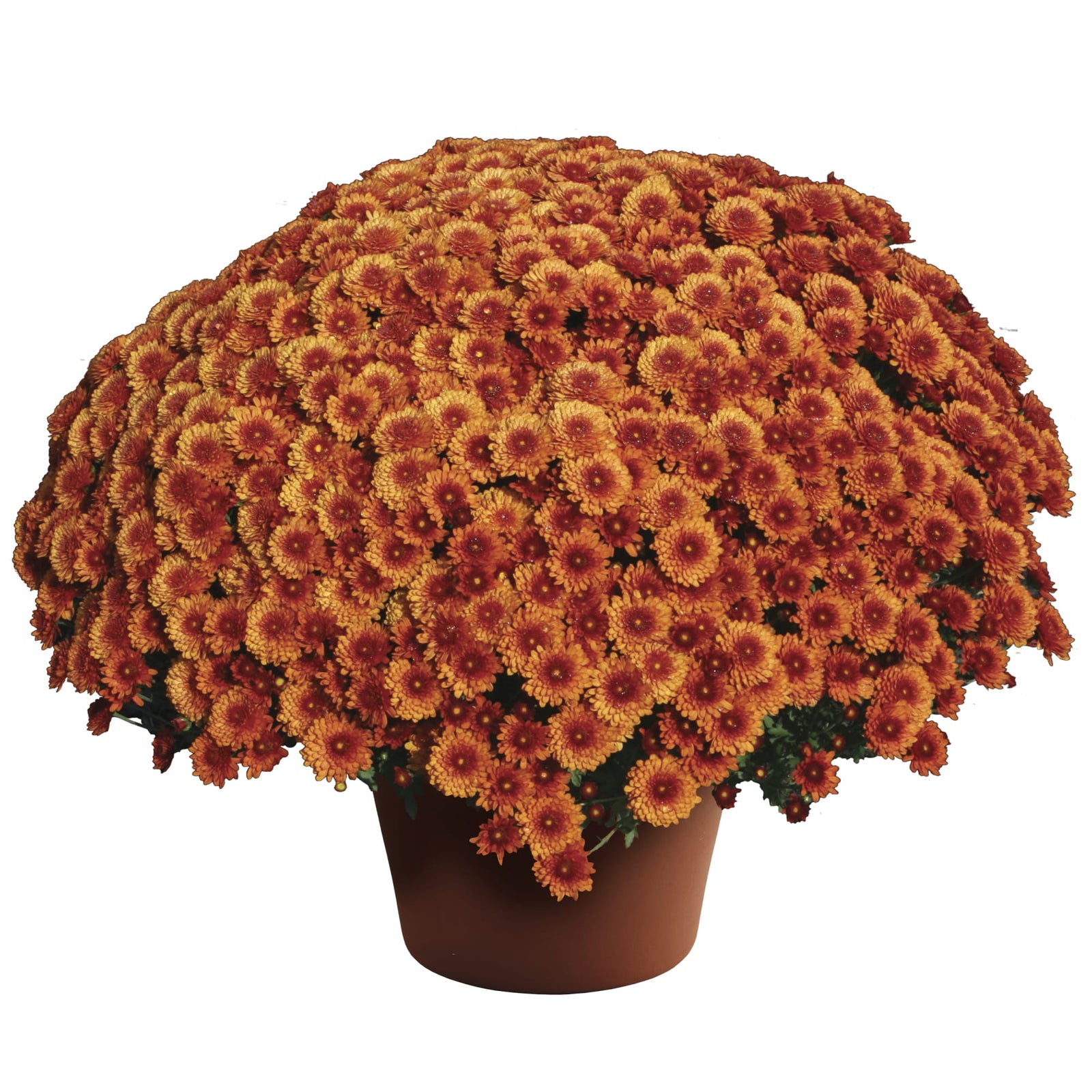 Chrysanthemum x morifolium 'Beverly Bronze' ~ Beverly™ Bronze Mum-ServeScape