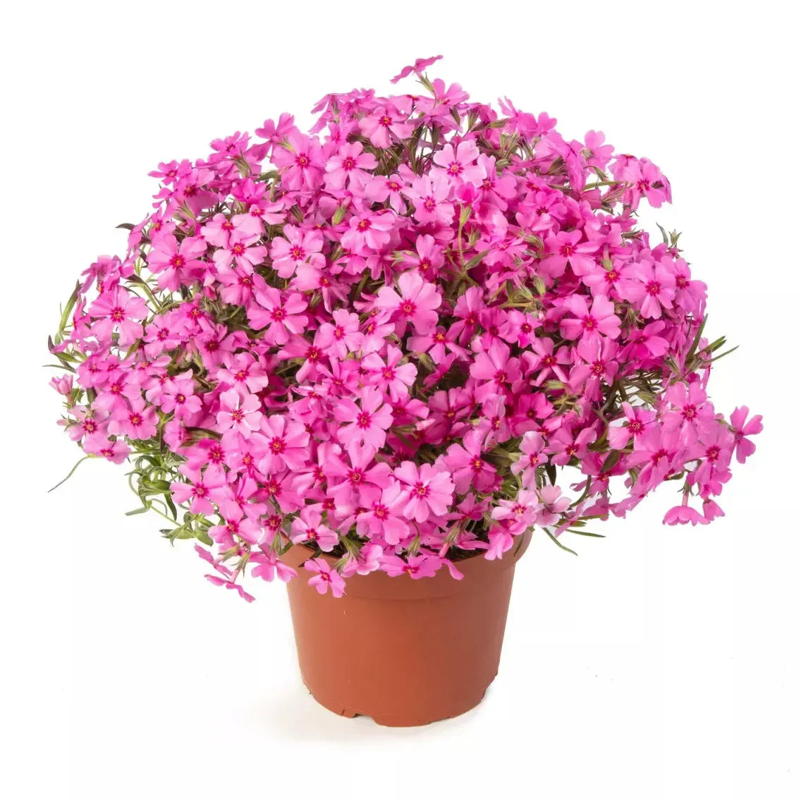 Phlox subulata 'Goldiphlox Cherry' ~ GoldiPhlox™ Cherry Creeping Phlox-ServeScape