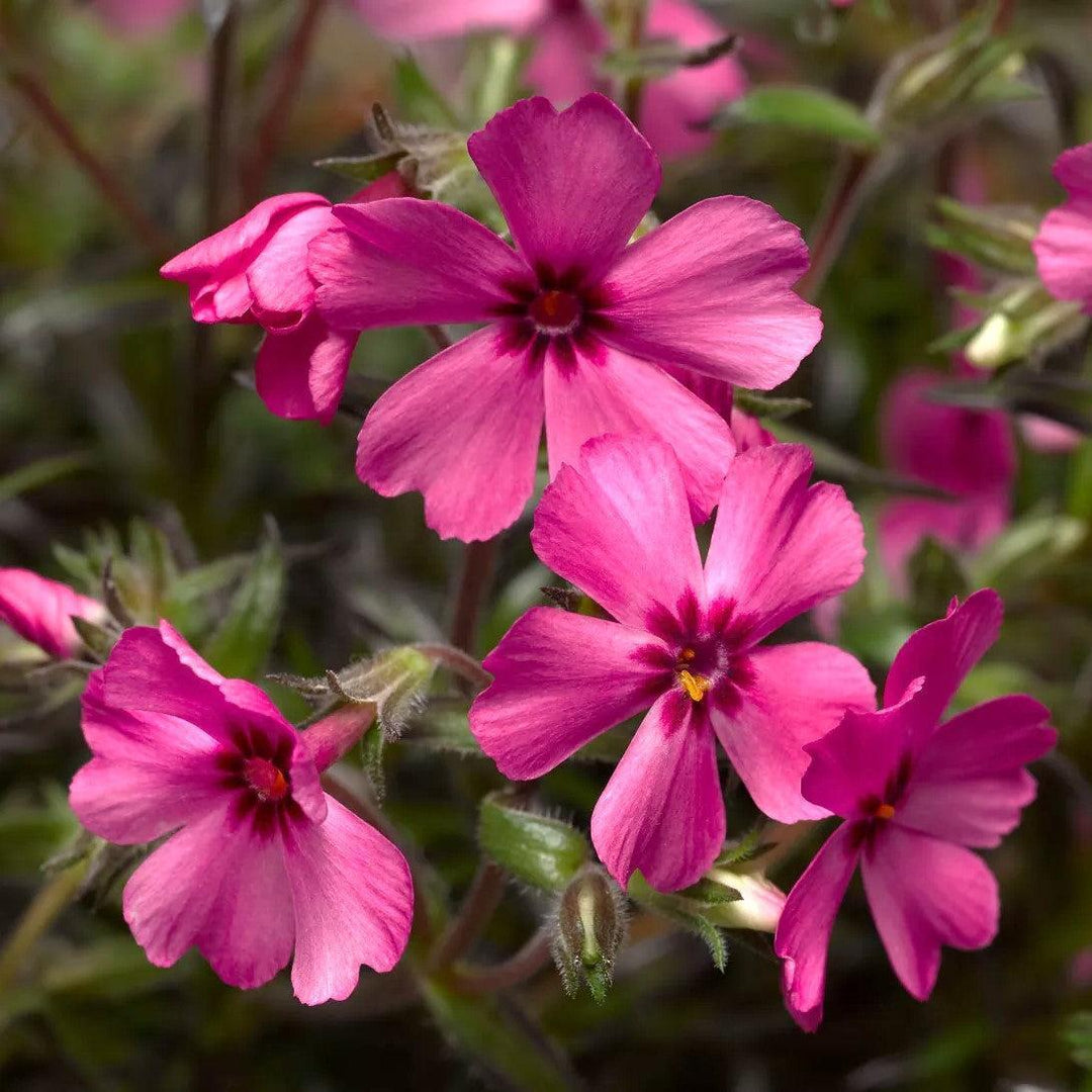 Phlox subulata 'Goldiphlox Cherry' ~ GoldiPhlox™ Cherry Creeping Phlox-ServeScape