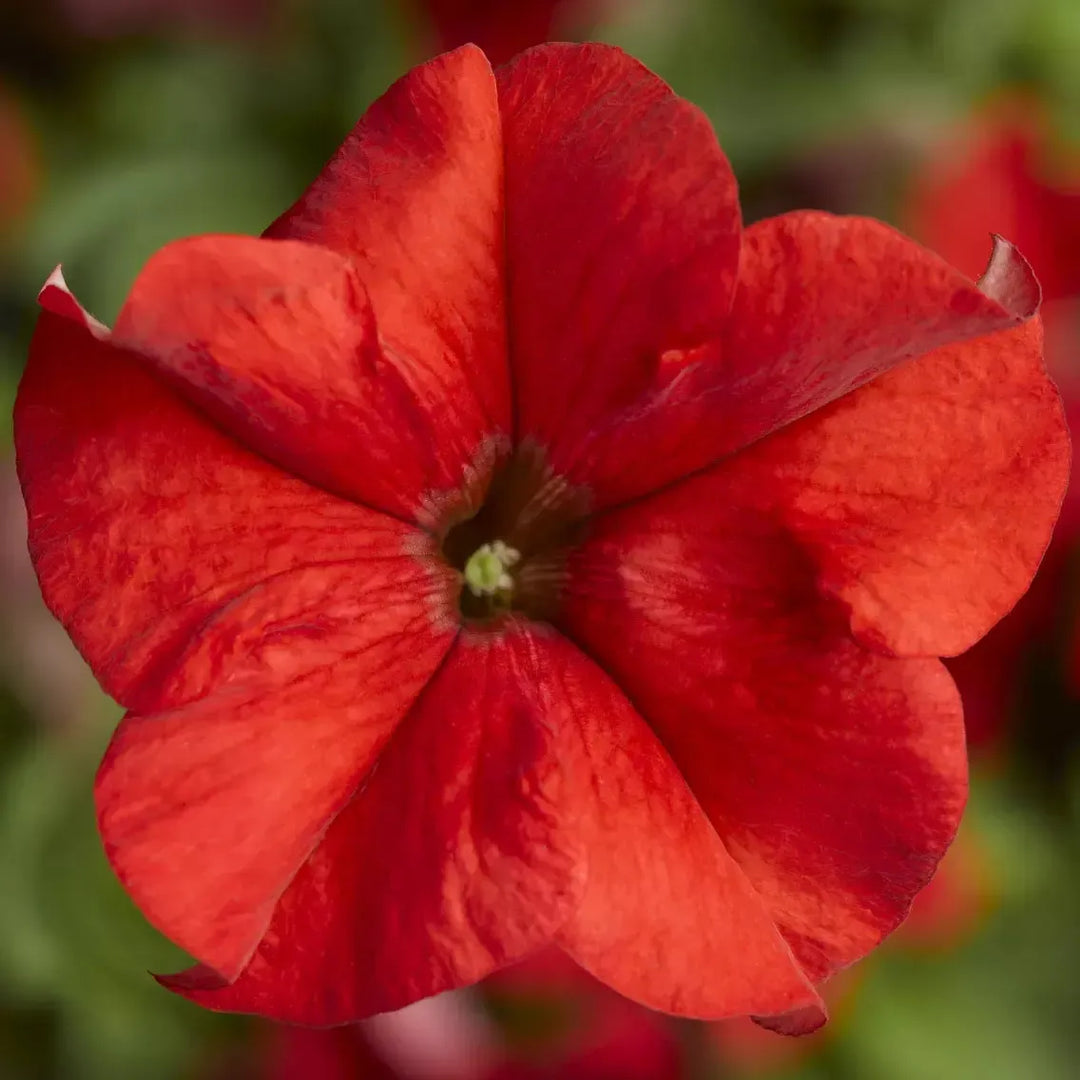 Petunia grandiflora 'Duvet Red' ~ Duvet™ Red Petunia-ServeScape