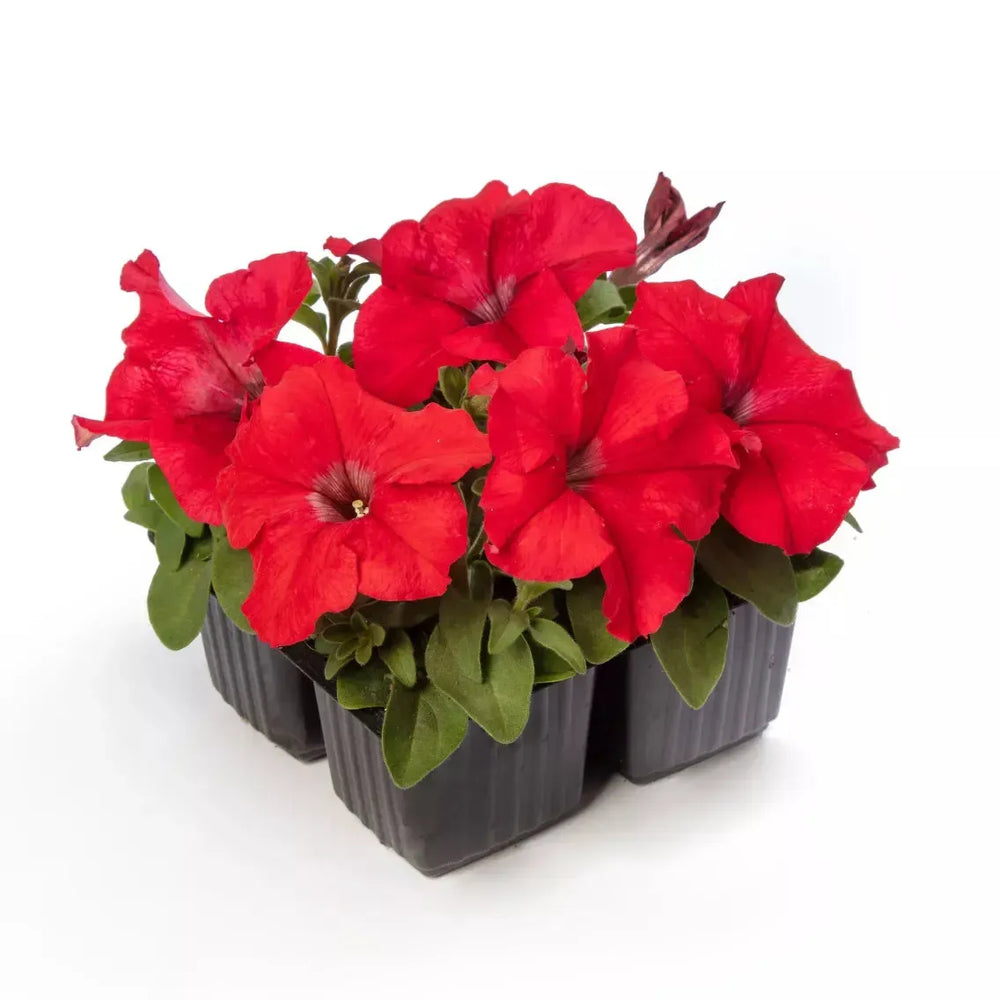 Petunia grandiflora 'Duvet Red' ~ Duvet™ Red Petunia-ServeScape