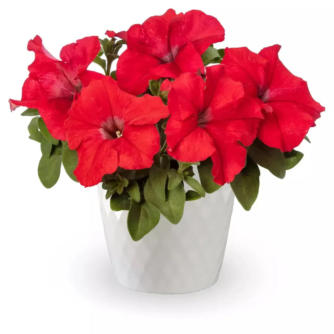 Petunia grandiflora 'Duvet Red' ~ Duvet™ Red Petunia-ServeScape