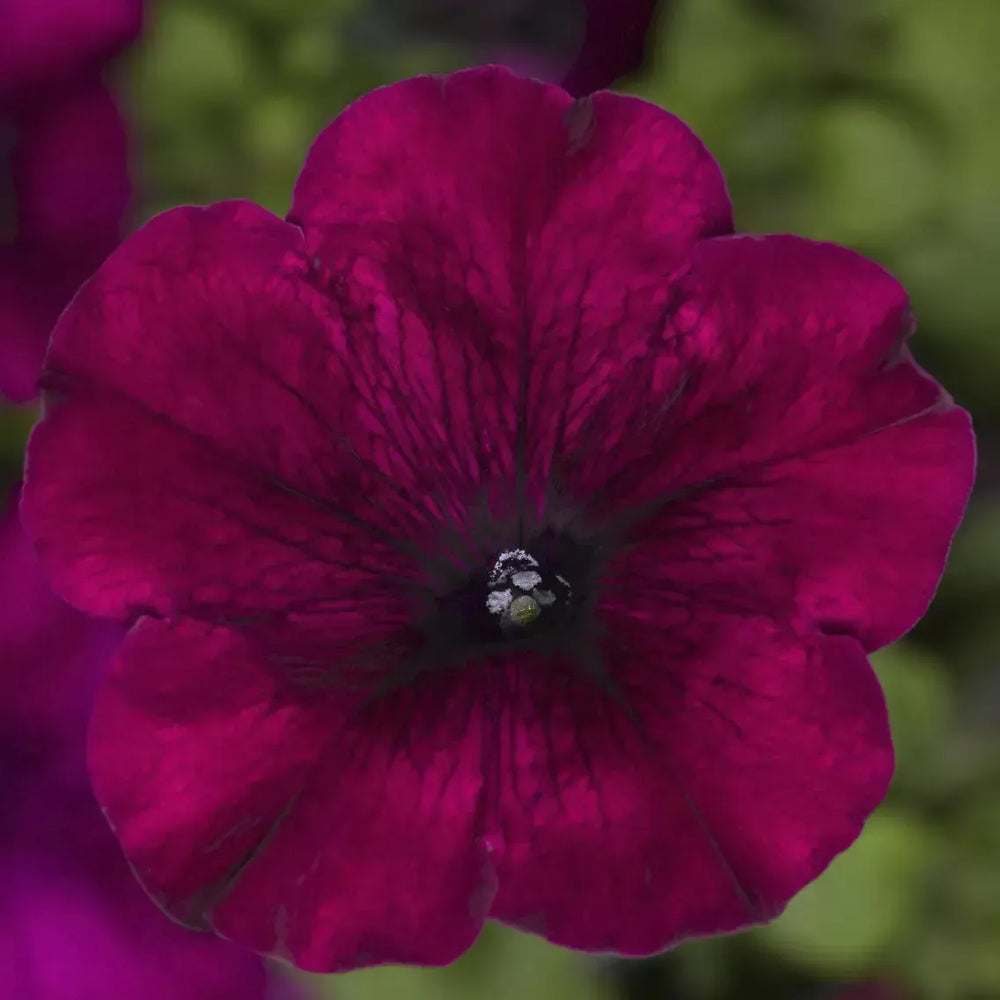 Petunia grandiflora 'Duvet Burgundy' ~ Duvet™ Burgundy Petunia-ServeScape