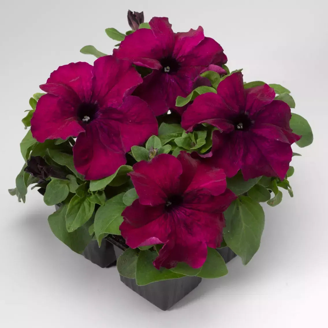 Petunia grandiflora 'Duvet Burgundy' ~ Duvet™ Burgundy Petunia-ServeScape