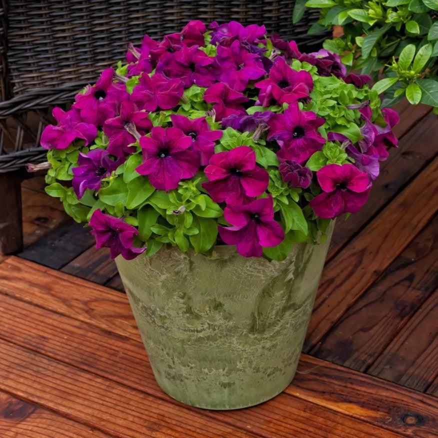 Petunia grandiflora 'Duvet Burgundy' ~ Duvet™ Burgundy Petunia-ServeScape