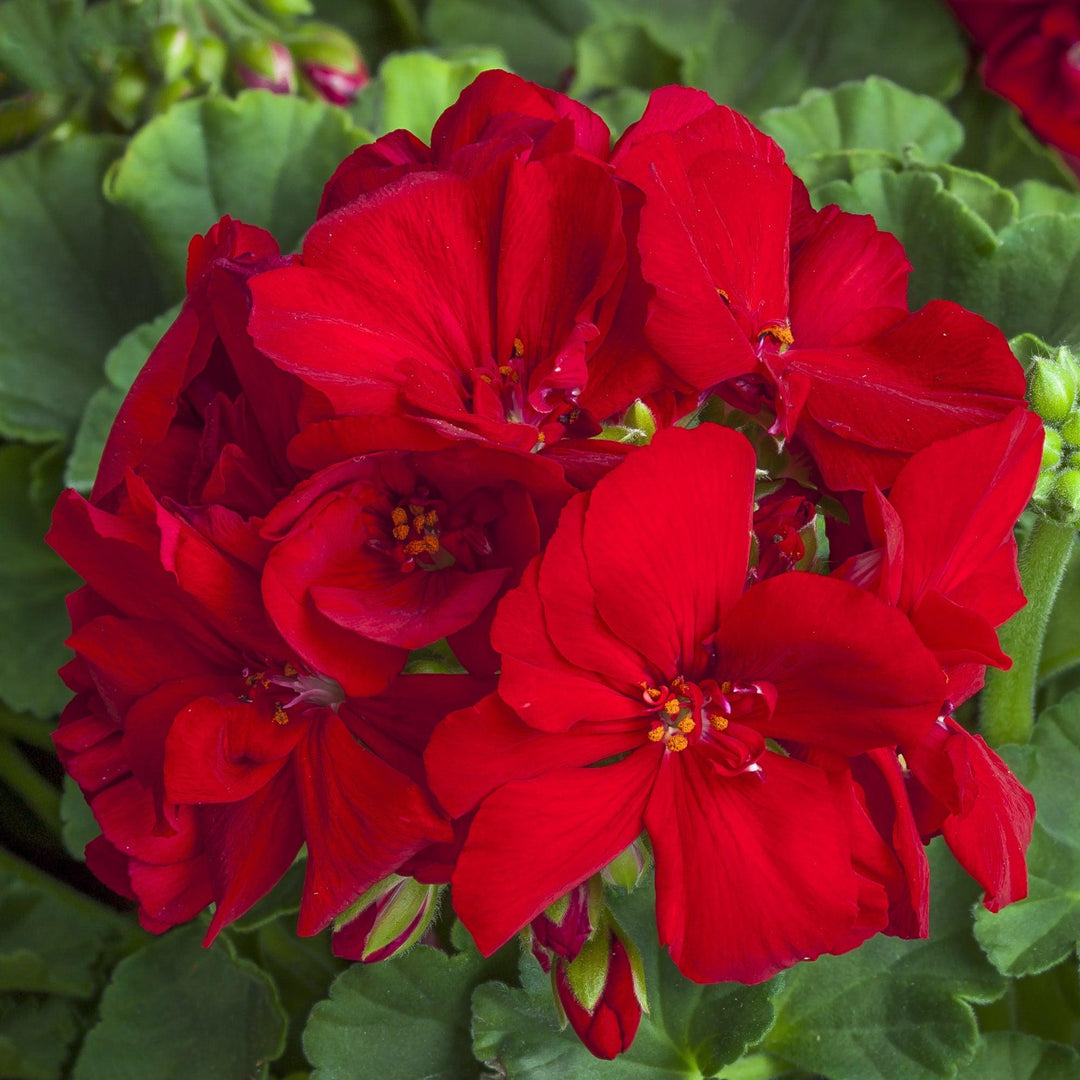 Pelargonium interspecific 'Calliope Medium Red' ~ Calliope® Medium Red Geranium-ServeScape