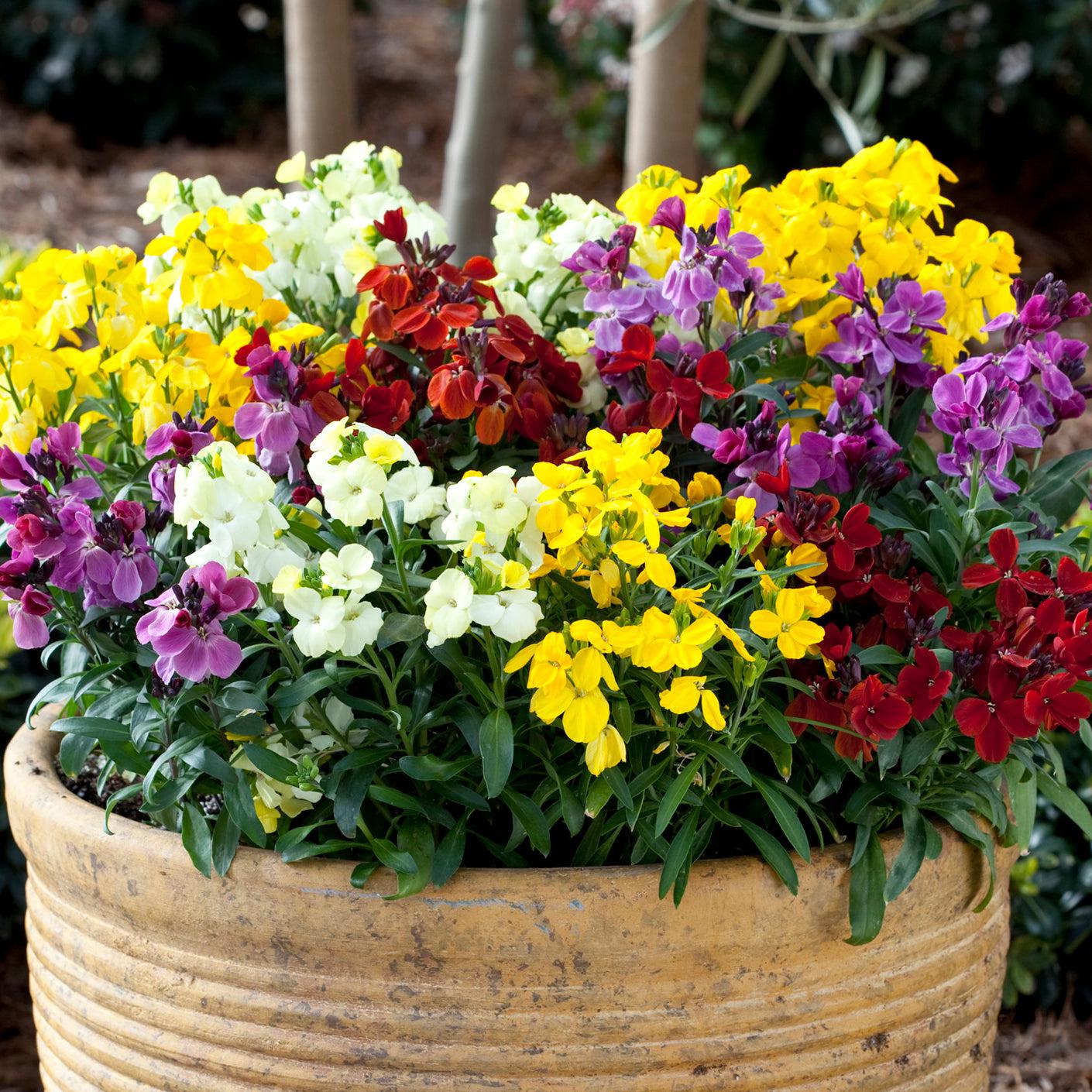 Erysimum cheiri 'Sugar Rush Mix' ~ Sugar Rush™ Mix Wallflower-ServeScape
