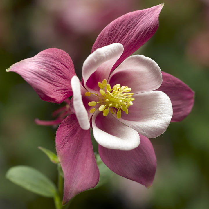 Aquilegia caerulea 'Rose & Pink' ~ Kirigami™ Rose & Pink Columbine-ServeScape