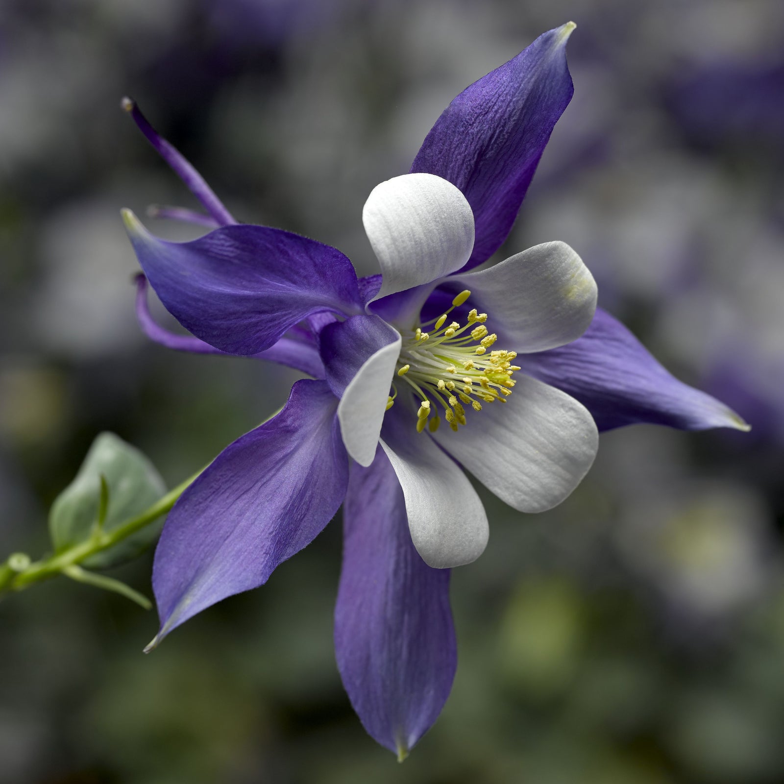 Aquilegia caerulea 'Deep Blue & White' ~ Kirigami™ Deep Blue & White Columbine-ServeScape