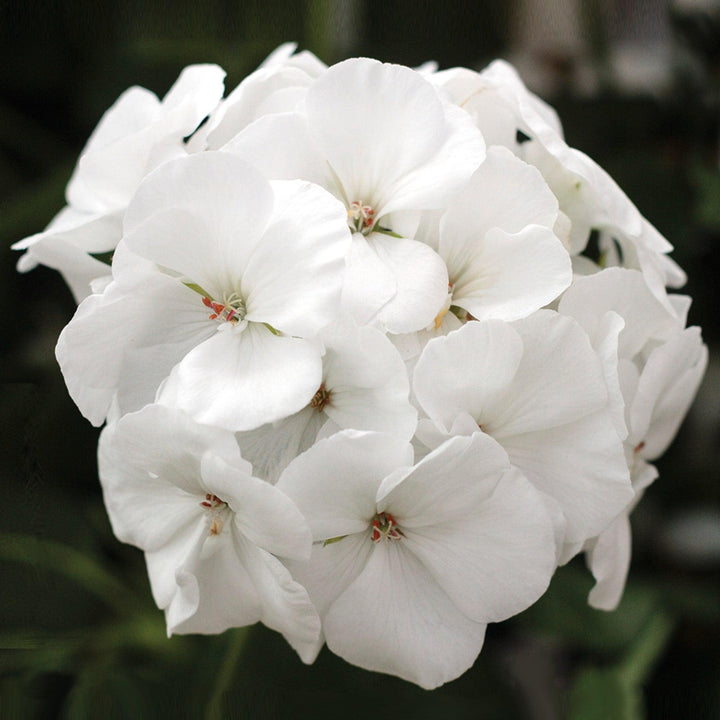 Pelargonium interspecific 'Calliope Medium White' ~ Calliope® Medium White Geranium-ServeScape