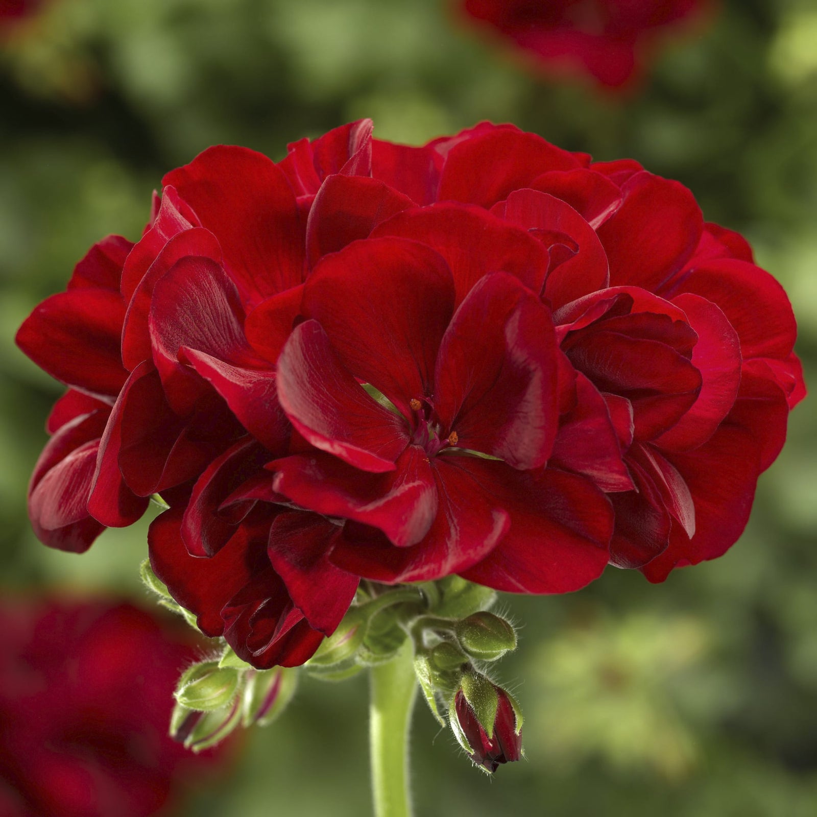 Pelargonium interspecific 'Calliope Medium Dark Red' ~ Calliope® Medium Dark Red Geranium-ServeScape