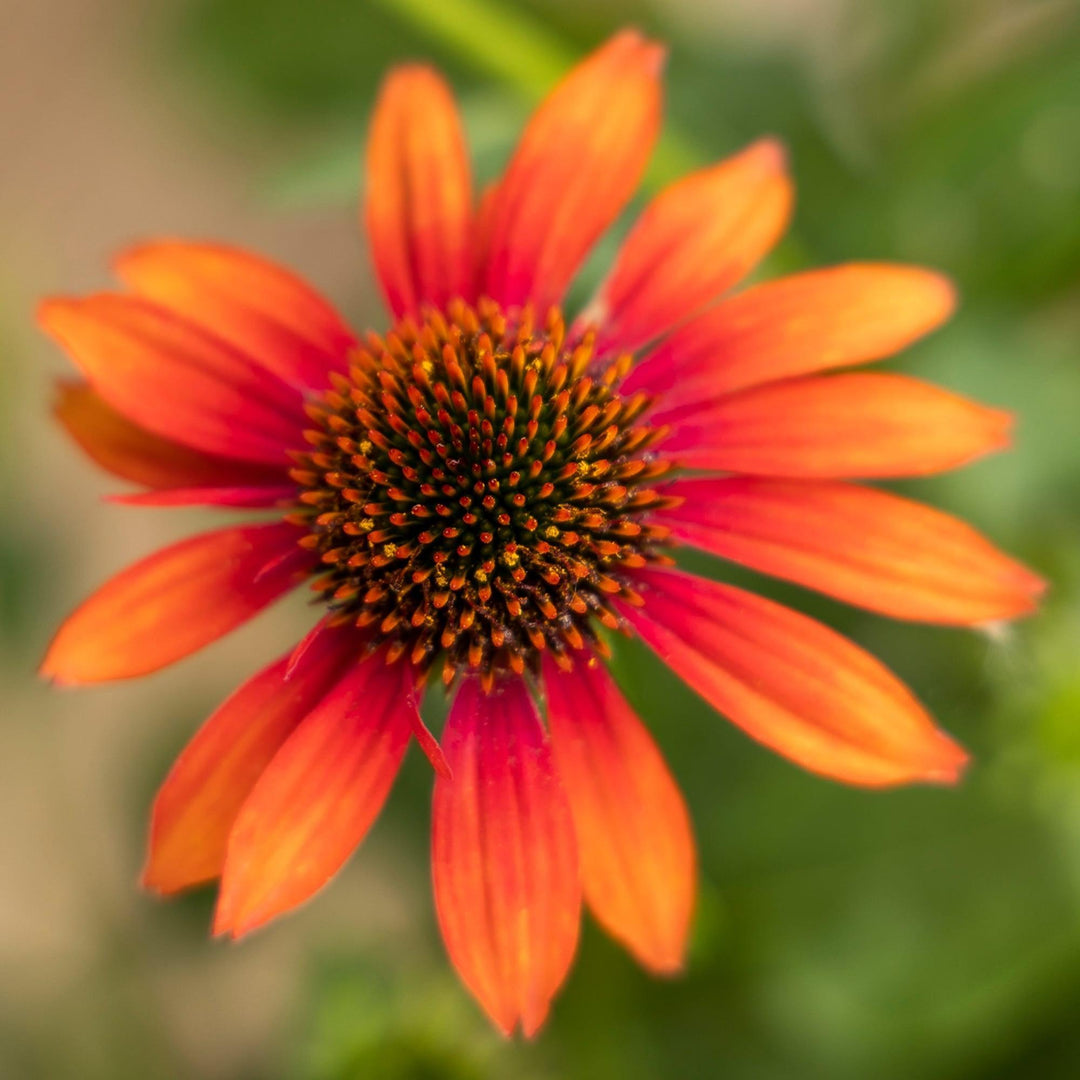Echinacea purpurea 'Prairie Blaze Orange Sunset' ~ Prairie Blaze™ Orange Sunset Echinacea-ServeScape
