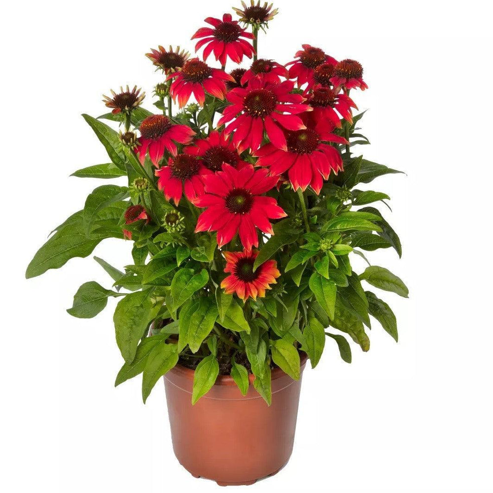 Echinacea purpurea 'Prairie Blaze Orange Sunset' ~ Prairie Blaze™ Orange Sunset Echinacea-ServeScape