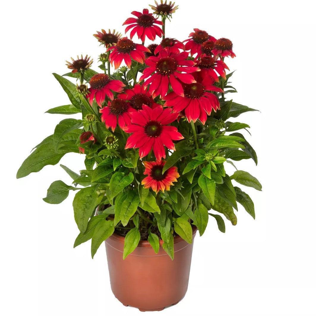 Echinacea purpurea 'Prairie Blaze Orange Sunset' ~ Prairie Blaze™ Orange Sunset Echinacea-ServeScape