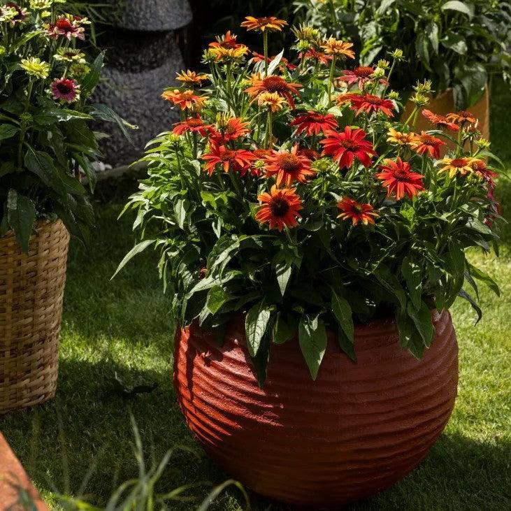Echinacea purpurea 'Prairie Blaze Orange Sunset' ~ Prairie Blaze™ Orange Sunset Echinacea-ServeScape