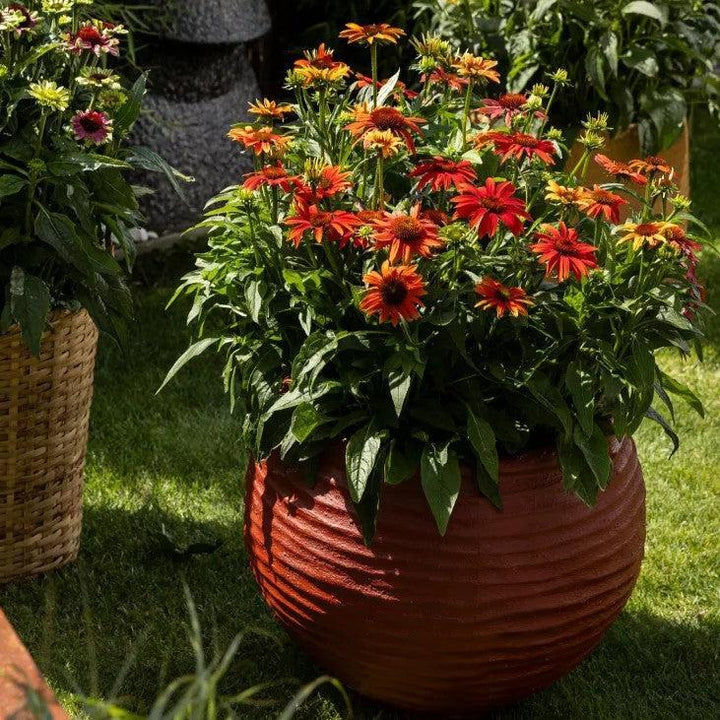 Echinacea purpurea 'Prairie Blaze Orange Sunset' ~ Prairie Blaze™ Orange Sunset Echinacea-ServeScape