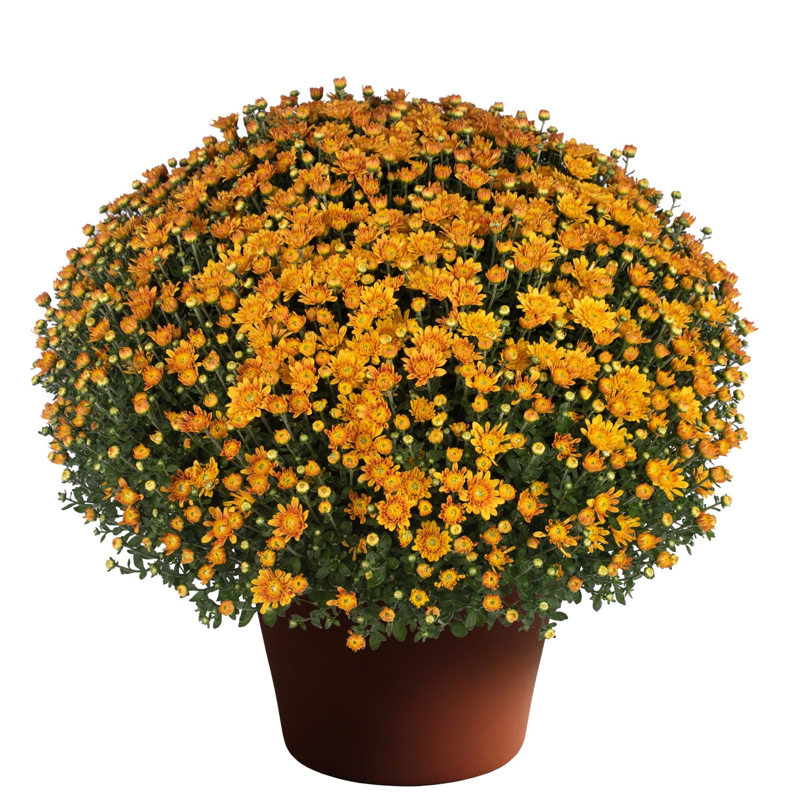 Chrysanthemum x morifolium 'Electra Amber' ~ Electra™ Amber Mum-ServeScape