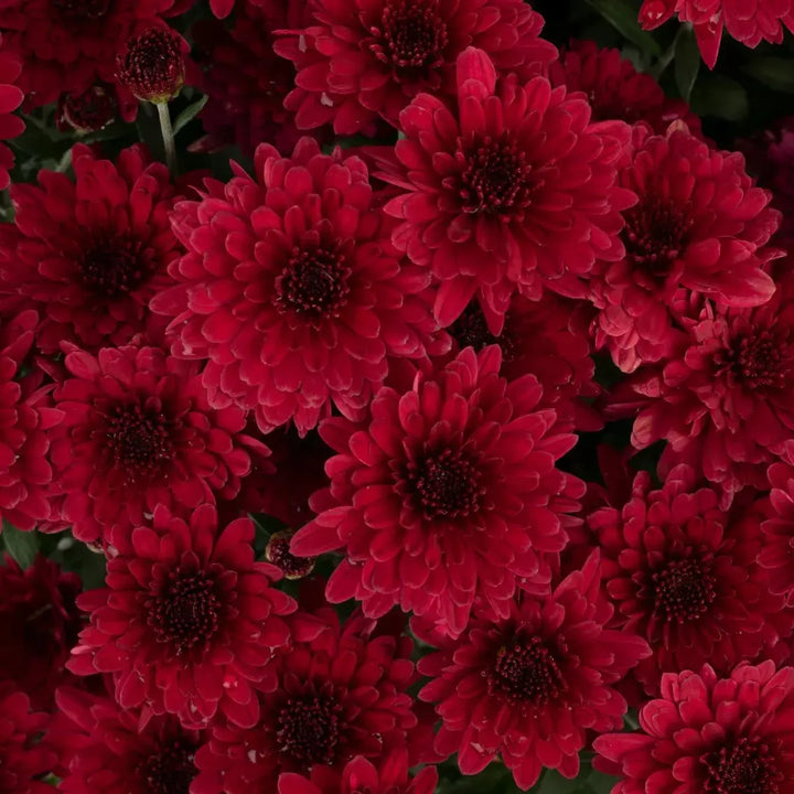 Chrysanthemum x morifolium 'Patty Pomegranate ~ Patty™ Pomegranate Mum-ServeScape