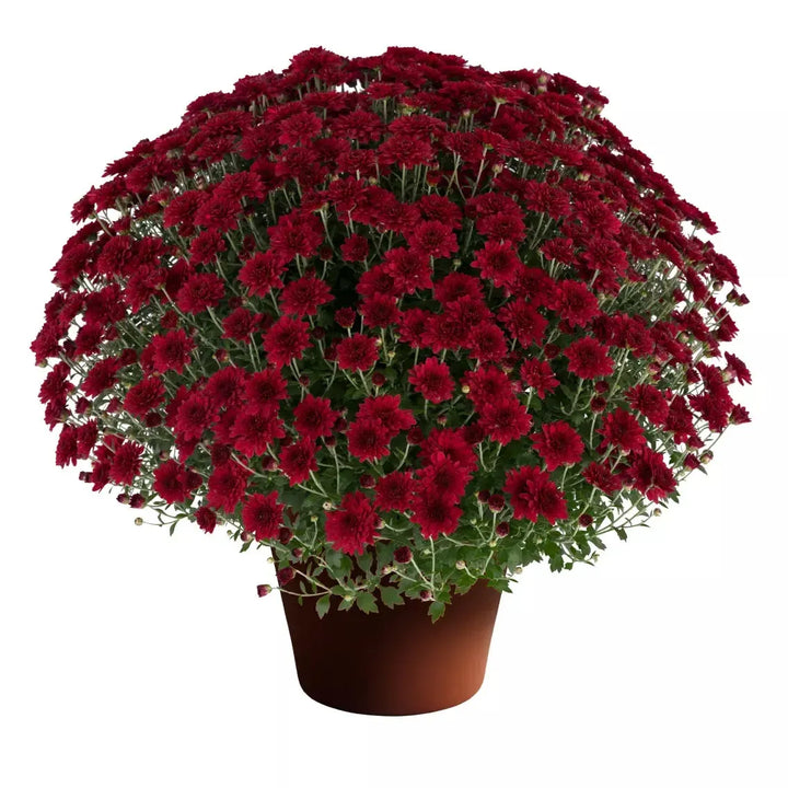 Chrysanthemum x morifolium 'Patty Pomegranate ~ Patty™ Pomegranate Mum-ServeScape