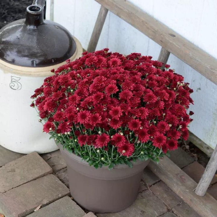 Chrysanthemum x morifolium 'Patty Pomegranate ~ Patty™ Pomegranate Mum-ServeScape