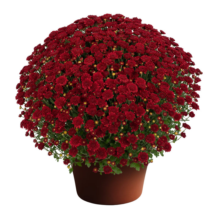 Chrysanthemum x morifolium 'Ashley Red' ~ Ashley™ Red Mum-ServeScape