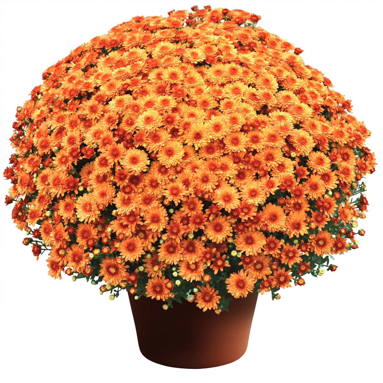 Chrysanthemum x morifolium 'Beverly Orange' ~ Beverly™ Orange Mum-ServeScape