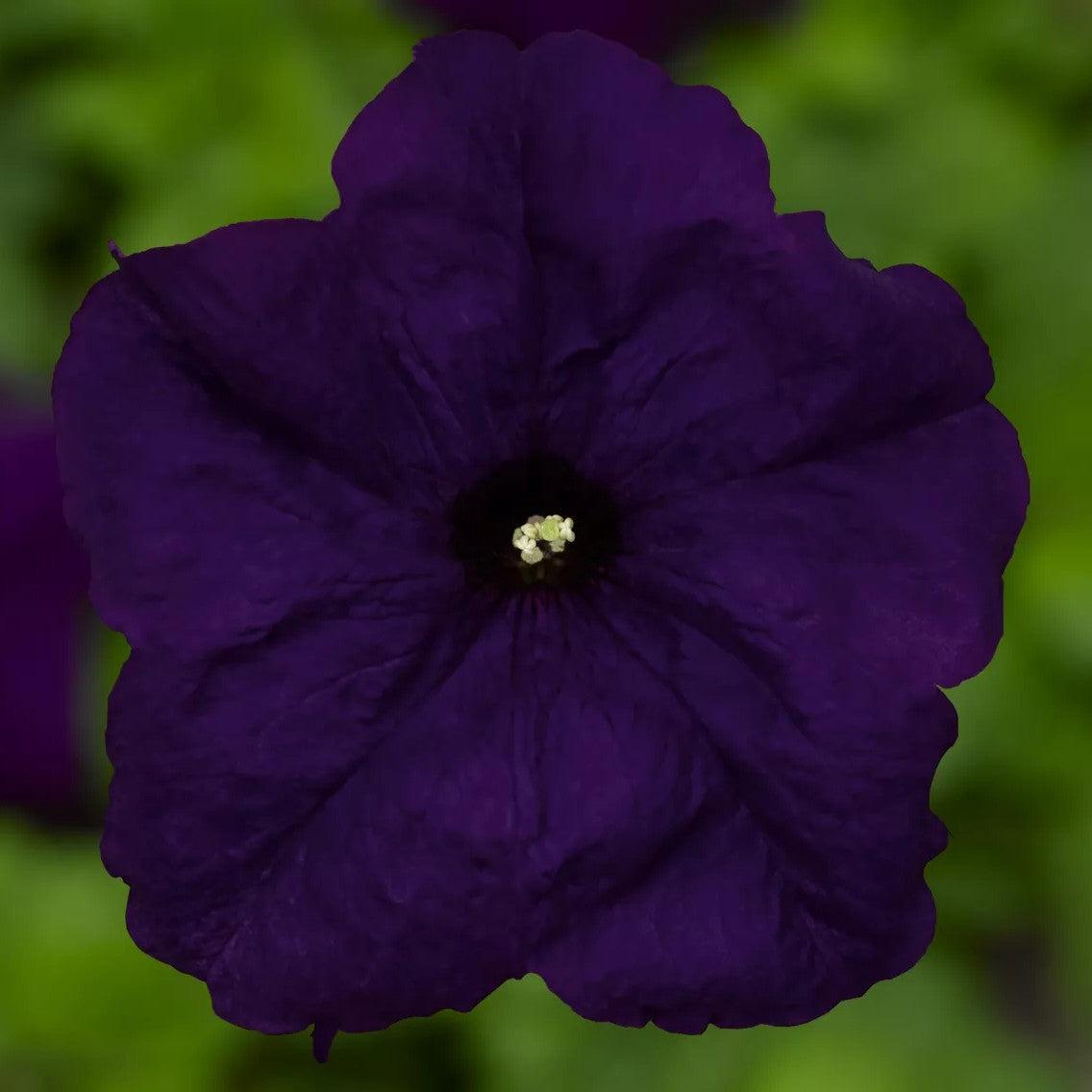 Petunia grandiflora 'Duvet Blue' ~ Duvet™ Blue Petunia-ServeScape