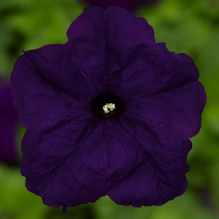 Petunia grandiflora 'Duvet Blue' ~ Duvet™ Blue Petunia-ServeScape