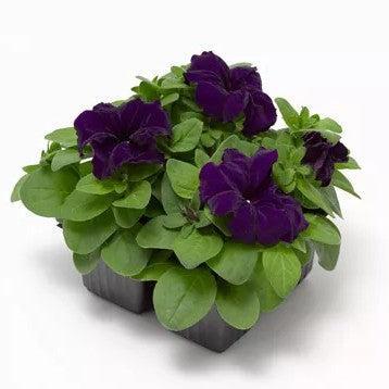 Petunia grandiflora 'Duvet Blue' ~ Duvet™ Blue Petunia-ServeScape