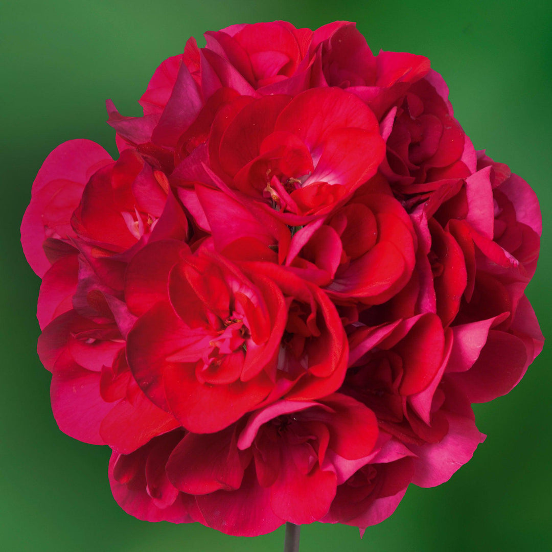 Pelargonium interspecific 'Calliope Hot Rose' ~ Calliope® Medium Hot Rose Geranium-ServeScape