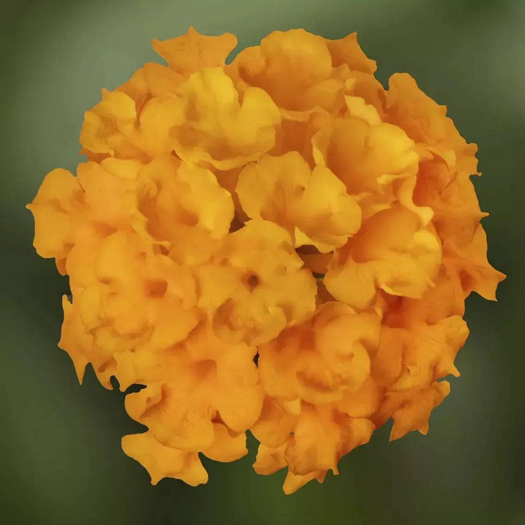 Lantana camara 'Landscape Bandana Gold'' ~ Landscape Bandana® Gold Lantana-ServeScape